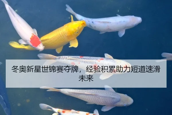 冬奥新星世锦赛夺牌，经验积累助力短道速滑未来